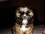 Shih tzu Buffy