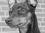 Dvaergpinscher Vedhauges Zhiro