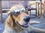 Golden retriever Dino