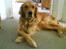 Golden retriever Dino