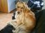 Golden retriever Dino