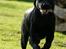 Labrador retriever Albert