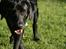 Labrador retriever Albert