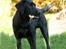 Labrador retriever Albert