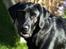 Labrador retriever Albert