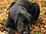 Labrador retriever Albert