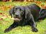 Labrador retriever Albert
