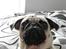 Mops Malibu