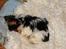 Biewer yorkshire terrier Zilly in white vom Weinbe - Zilly ZZZ