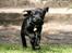 Labrador retriever Albert