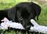 Labrador retriever Albert