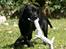 Labrador retriever Albert - Albert kun 10 uger gammel.. 