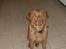 Chesapeake bay retriever Archibald - Archibald lige ankommet 8 mdr gammel