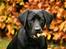 Labrador retriever Albert