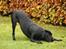 Labrador retriever Albert