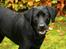 Labrador retriever Albert