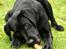Labrador retriever Albert