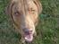 Chesapeake bay retriever Archibald - Kom jeg med på billedet hva???