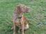 Chesapeake bay retriever Archibald - Hvad!!!!!