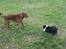 Chesapeake bay retriever Archibald - Kom bare an Uffe