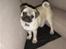 Mops Fiona