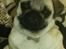 Mops Fiona