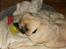 Mops Fiona
