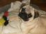 Mops Fiona