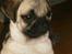 Mops Fiona
