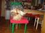 Biewer yorkshire terrier Zilly in white vom Weinbe - Herkules vi ryster os lige.