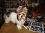 Biewer yorkshire terrier Zilly in white vom Weinbe - Xano Min Biewer Yorkshire-Terrier