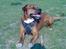 Blanding af racer Apollo # R.I.P # - Apollo Nyder solen....