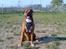 Blanding af racer Apollo # R.I.P # - Apollo, ; Er Jeg ikk flot ? 