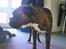 Boxer Bonnie **RIP**