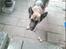 Schæferhund Never say never R.I.P :'(