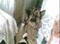 Schæferhund Never say never R.I.P :'(