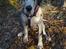 Grand danois Perle ( GD Blue Merle) - Perle 14 uger