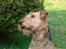Airedale terrier Zeus - R.I.P 2002-2009