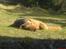 Airedale terrier Zeus - R.I.P 2002-2009