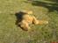 Airedale terrier Zeus - R.I.P 2002-2009