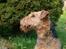 Airedale terrier Zeus - R.I.P 2002-2009