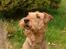 Airedale terrier Zeus - R.I.P 2002-2009