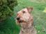 Airedale terrier Zeus - R.I.P 2002-2009