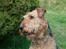 Airedale terrier Zeus - R.I.P 2002-2009