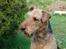Airedale terrier Zeus - R.I.P 2002-2009