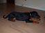 Dobermann Armageddonstars Elmander (R.I.P.)