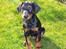 Dobermann Armageddonstars Elmander (R.I.P.)