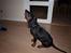 Dobermann Armageddonstars Elmander (R.I.P.)