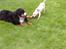 Blanding af racer Liva (Himmelhund) 