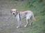 Blanding af racer Liva (Himmelhund) 